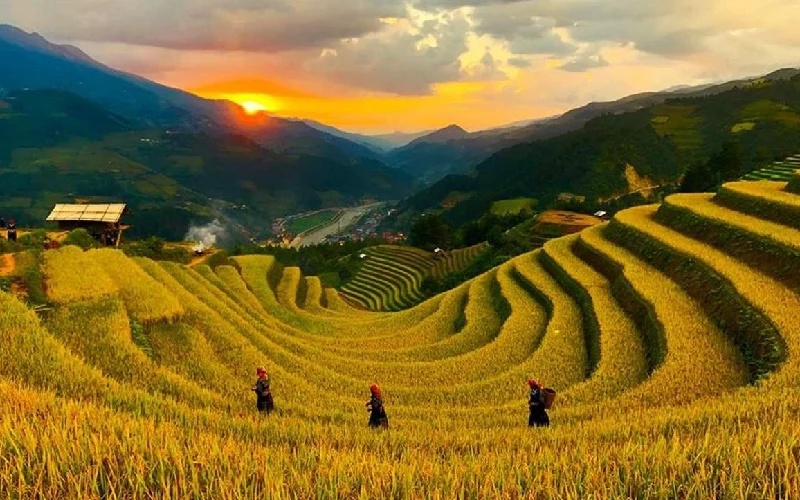 Golden rice terraces at sunset in Mu Cang Chai, with farmers on the hillside